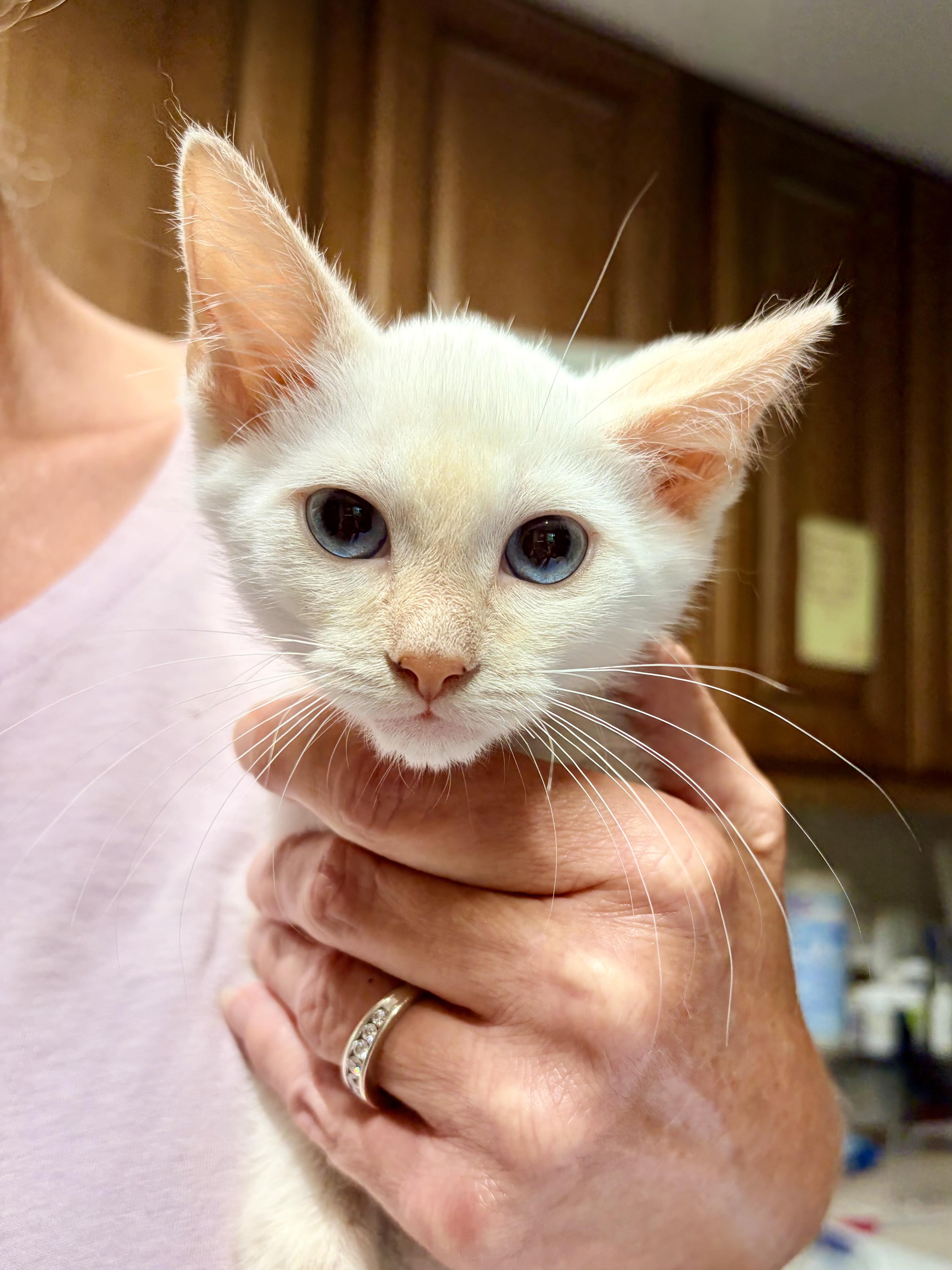 A baby medium-sized male Cream / Ivory Siamese cat named Luigi for adoption in Bulverde, TX