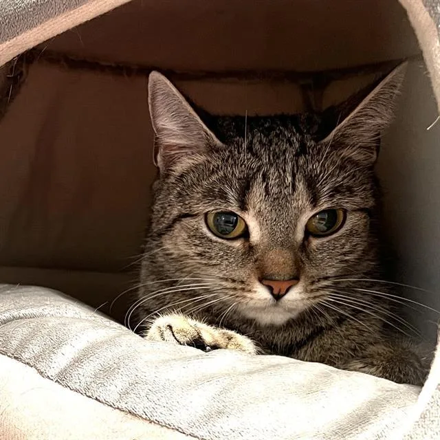 An adult small-sized female Domestic Short Hair cat named Starla for adoption in Methuen, MA