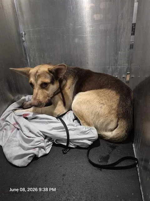 A young medium-sized male German Shepherd Dog dog named Ocean for adoption in San Antonio, TX