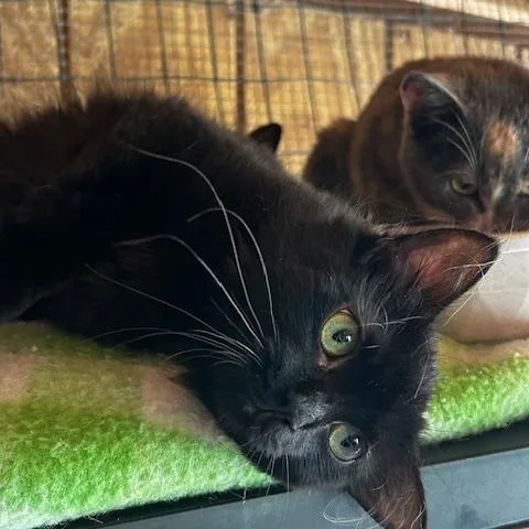 A young small-sized female Black Domestic Long Hair cat named Love Bug for adoption in Ashland, OH