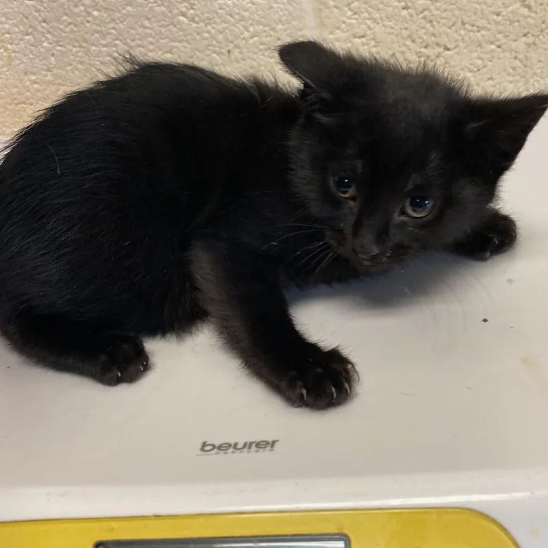 A baby small-sized female Black Domestic Short Hair cat named Mittens for adoption in Memphis, TN
