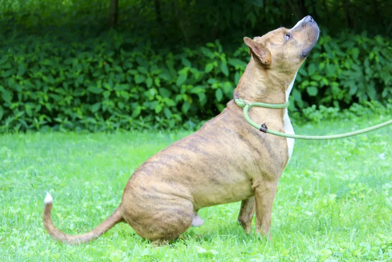 Sweet Potato thumbnail 2