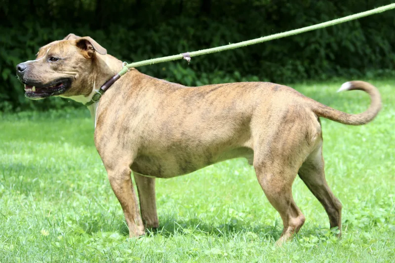 Sweet Potato thumbnail 3