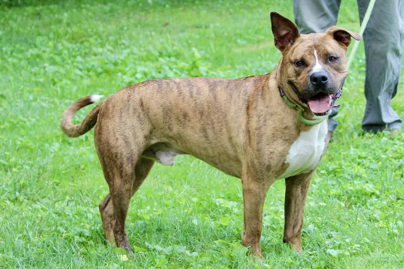 Sweet Potato thumbnail 4