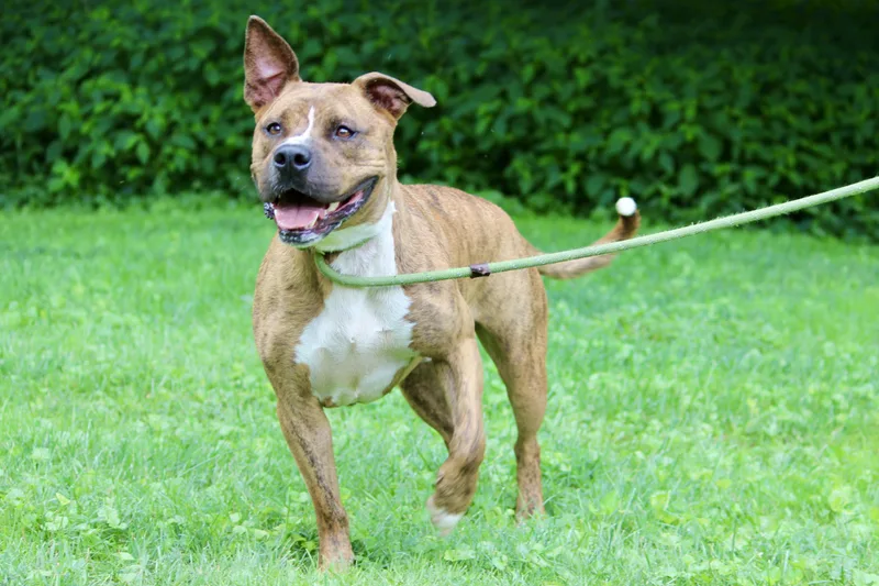 Sweet Potato thumbnail 5