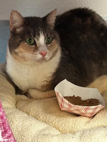 An adult small-sized female Domestic Short Hair cat named Opal for adoption in Roseville, CA
