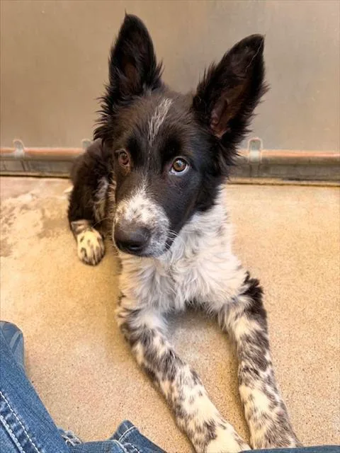 A baby small-sized male Border Collie dog named Angus for adoption in Salinas, CA