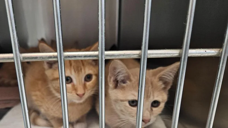 A baby medium-sized male Domestic Short Hair cat named Jango for adoption in Mocksville, NC