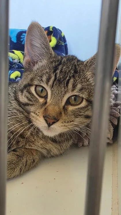 A baby small-sized male Domestic Short Hair cat named Cade for adoption in Clinton, MO