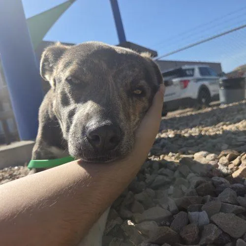 A baby medium-sized male Brindle American Staffordshire Terrier dog named Mack for adoption in Grand Junction, CO