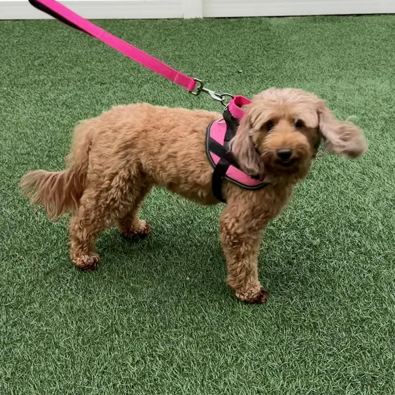 An adult medium-sized female Red / Chestnut / Orange Goldendoodle dog named Bella for adoption in Libertyville, IL