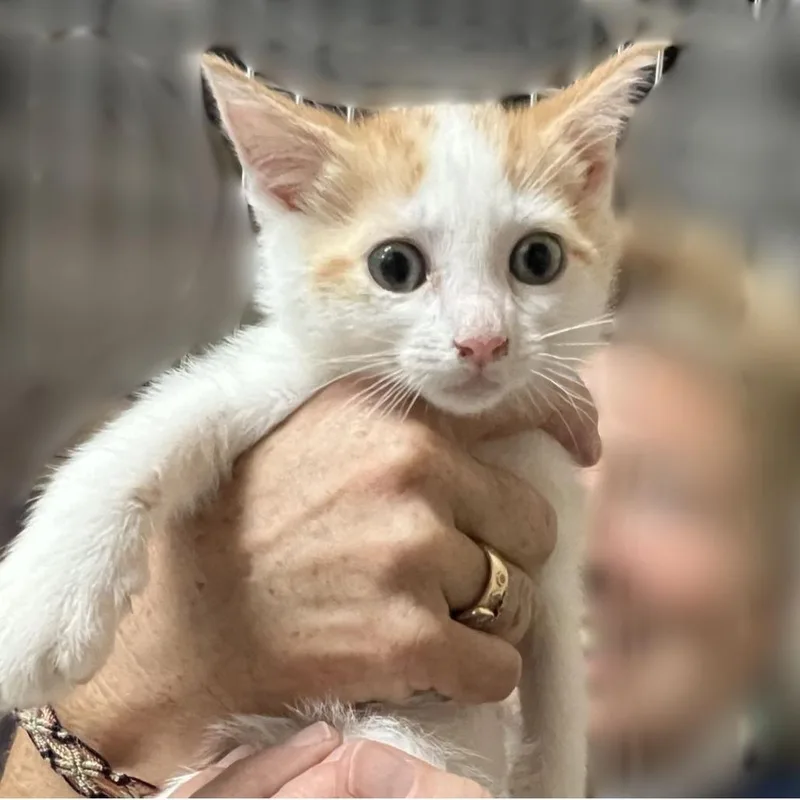 A baby small-sized male White Domestic Short Hair cat named Hope for adoption in Tacoma, WA