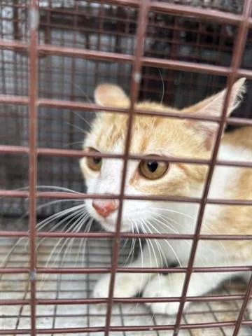 An adult medium-sized female Domestic Short Hair cat named A for adoption in Houston, TX