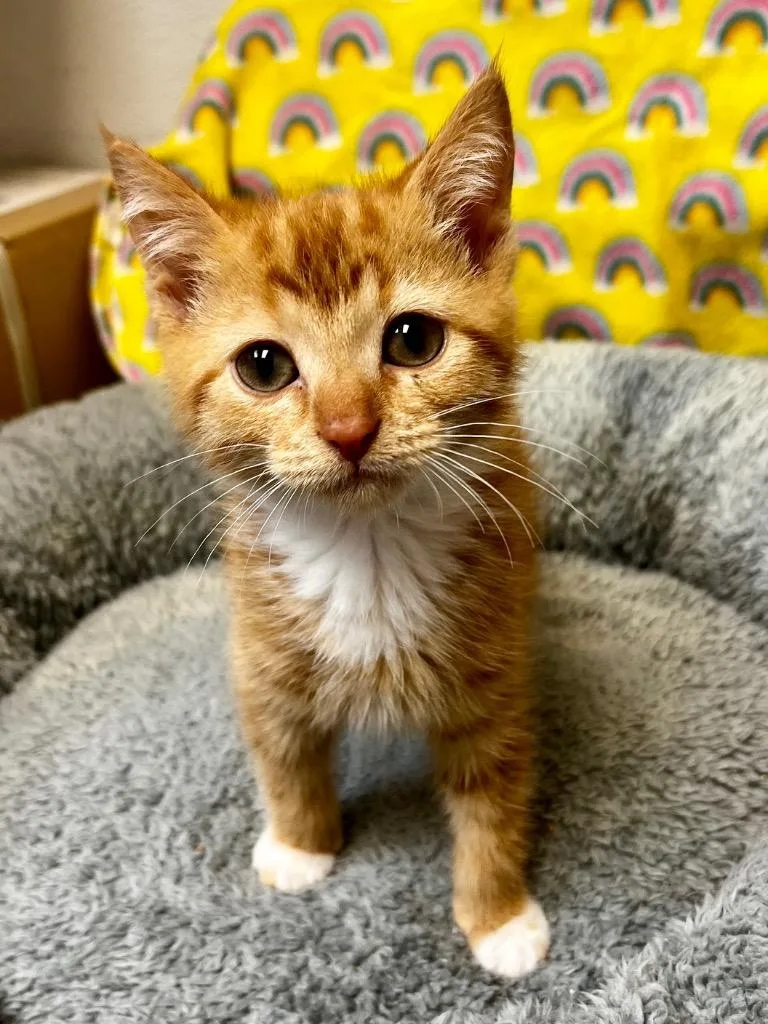 A baby small-sized female Domestic Short Hair cat named Lola for adoption in Clinton, SC