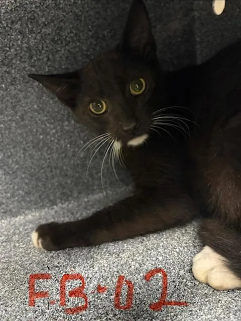 A baby small-sized male Domestic Short Hair cat named Intelligence for adoption in Rome, GA