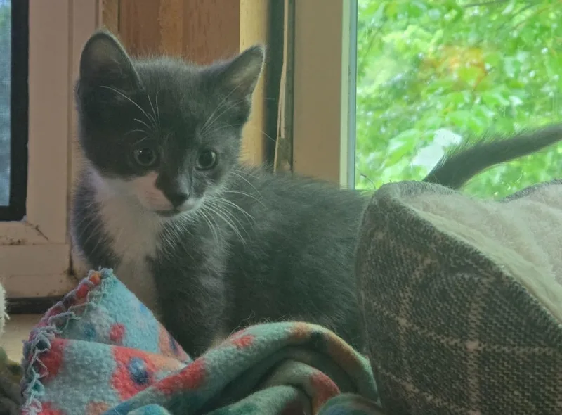 A baby medium-sized male Domestic Short Hair cat named Plankton for adoption in Brainardsville, NY