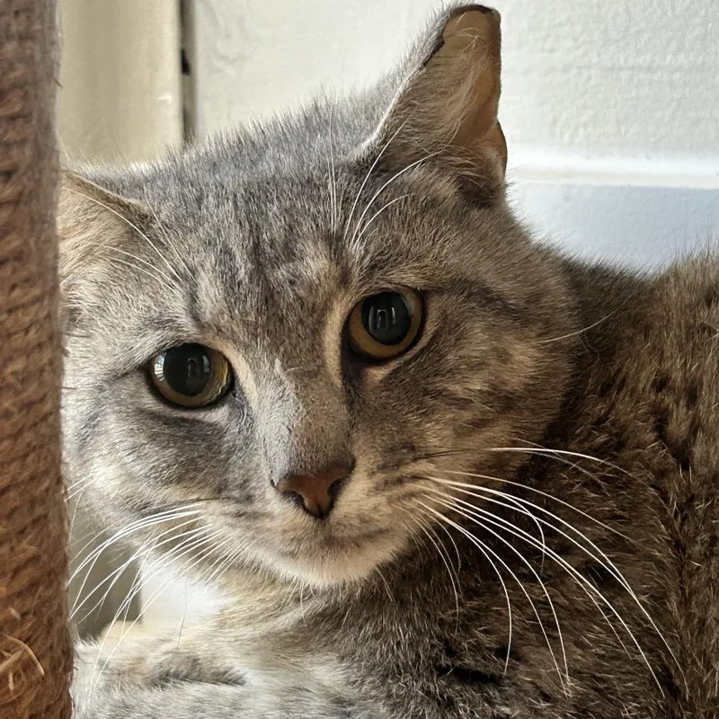 A young medium-sized male Gray / Blue / Silver Domestic Short Hair cat named Cleveland for adoption in Nashville, TN