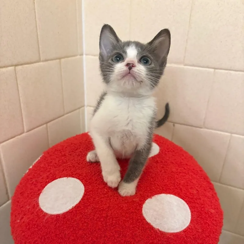 A baby small-sized female Gray / Blue / Silver Domestic Short Hair cat named Buffy SummersCA for adoption in Tallahassee, FL