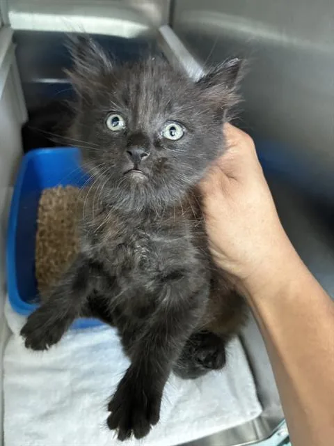 A baby small-sized female Domestic Medium Hair cat named Alynna for adoption in Pearland, TX