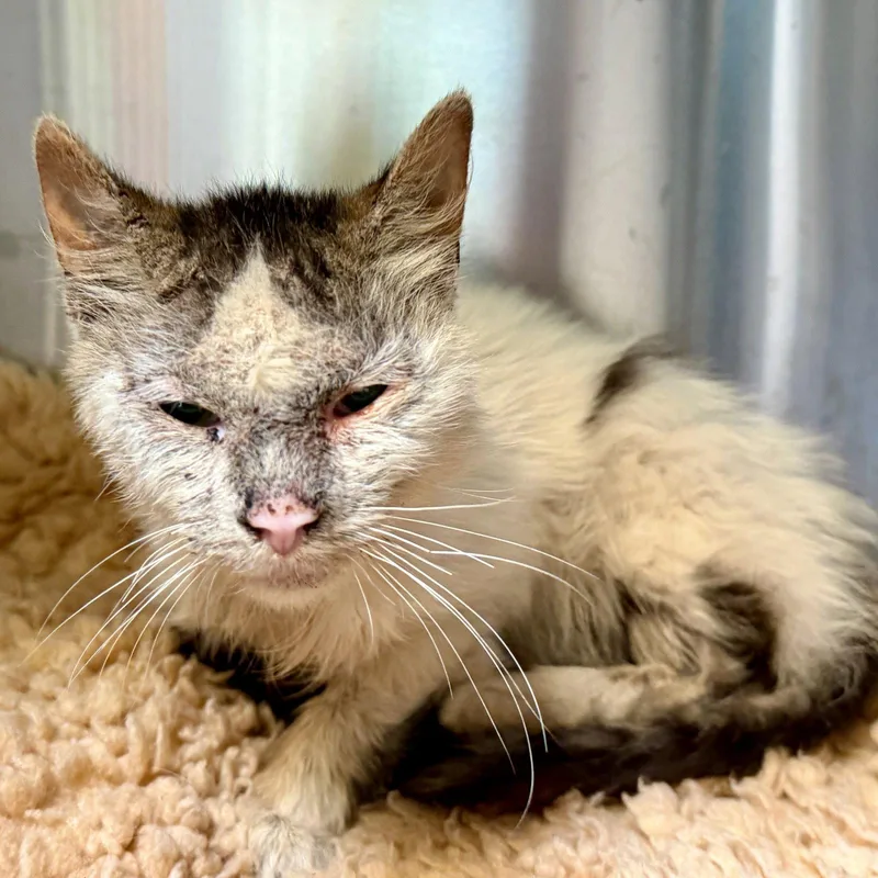 A young small-sized male White Domestic Short Hair cat named Skipper for adoption in Oakland, CA