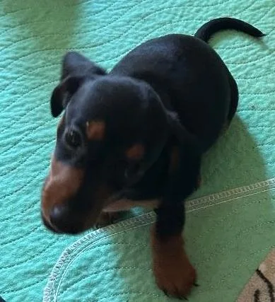 Galadriel Pup