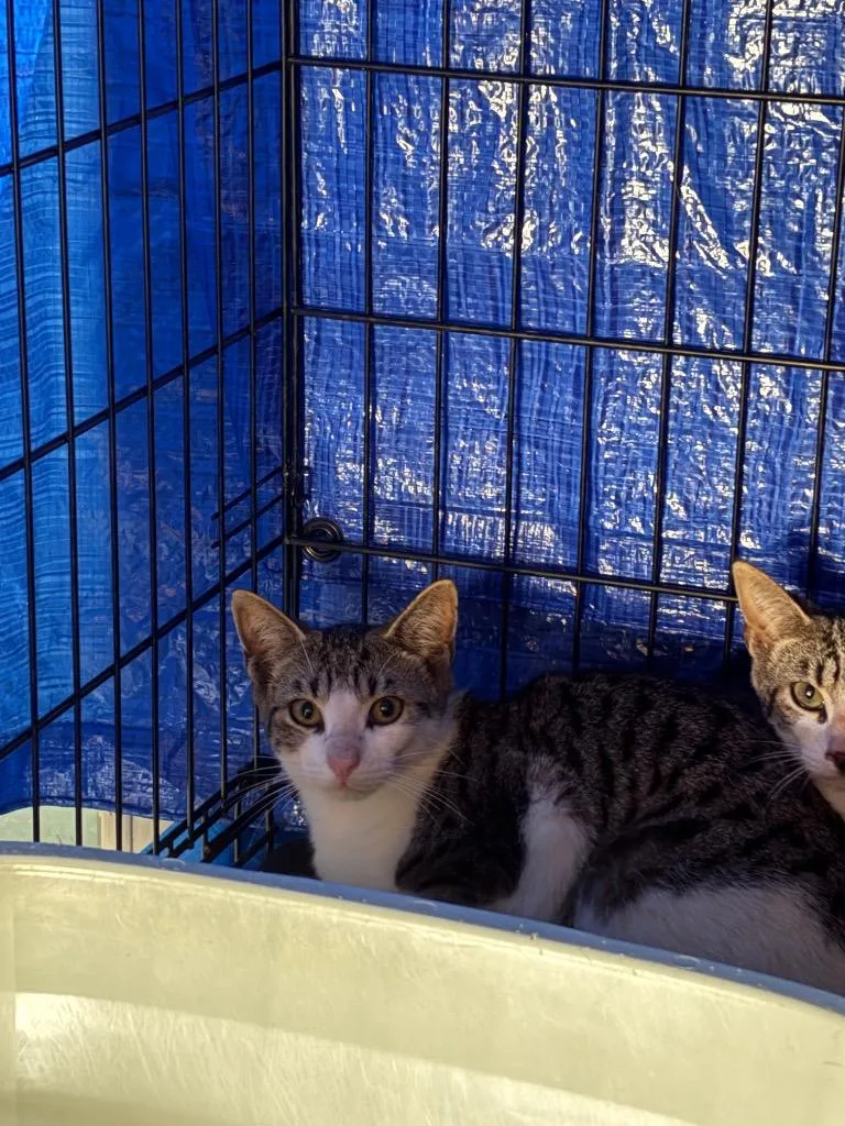 A baby medium-sized male Domestic Short Hair cat named Chompy for adoption in Wauchula, FL