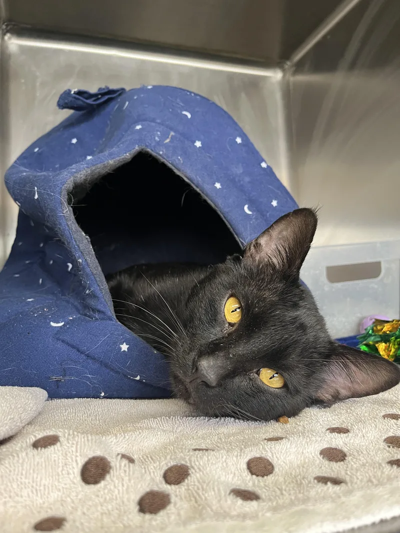 A young medium-sized male Black Domestic Short Hair cat named Gargoyle for adoption in Washington, UT