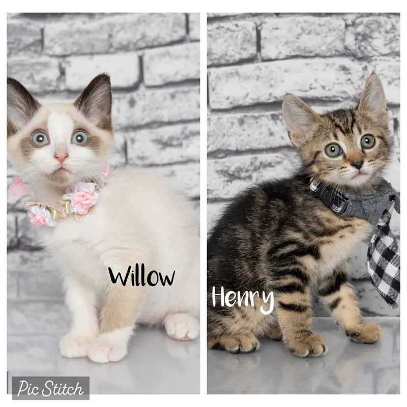 A baby medium-sized male Tabby (Gray / Blue / Silver) Domestic Short Hair cat named Henry for adoption in Tuscaloosa, AL