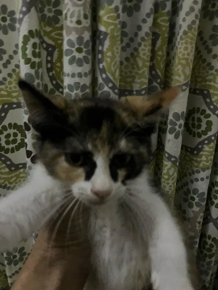 A baby small-sized female Tabby (Orange / Red) Domestic Short Hair cat named Kinsley for adoption in Orlando, FL