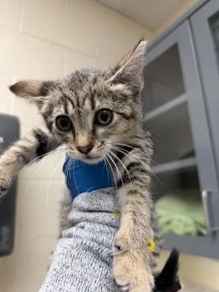A baby medium-sized female Buff / Tan / Fawn Domestic Short Hair cat named Everleigh for adoption in Wichita, KS