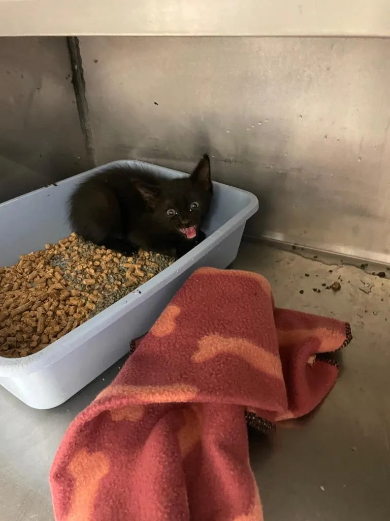 A baby small-sized male Domestic Short Hair cat named Brian for adoption in Bossier City, LA