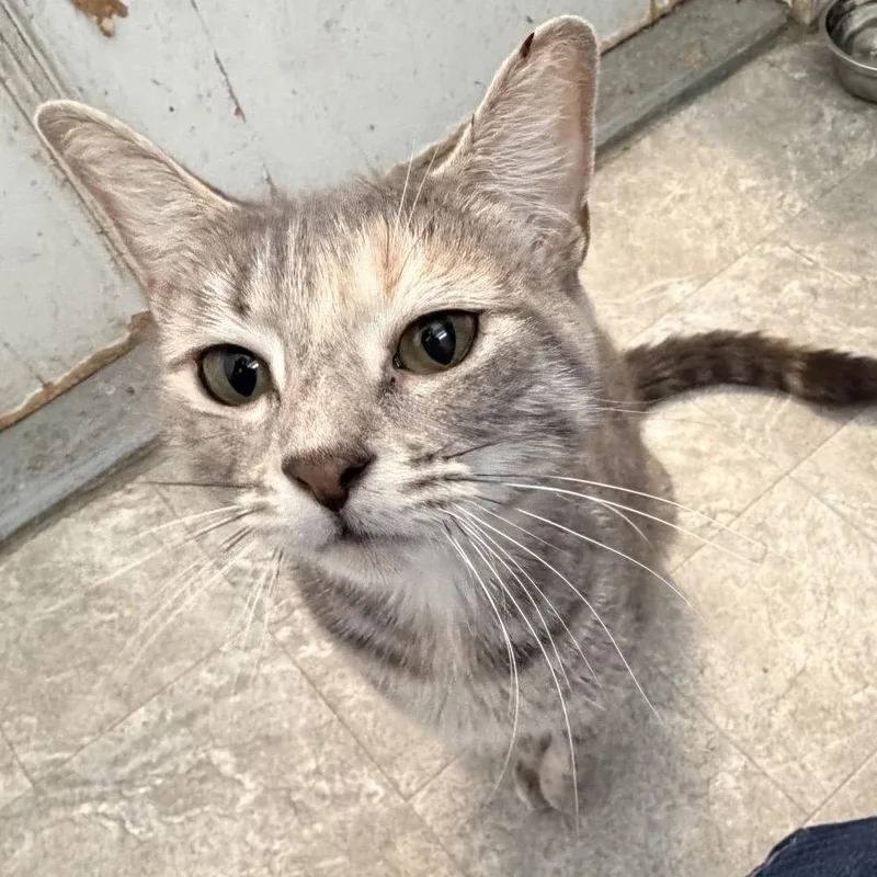 An adult small-sized female Torbie Domestic Short Hair cat named Ms. Westerly for adoption in Quakertown, PA