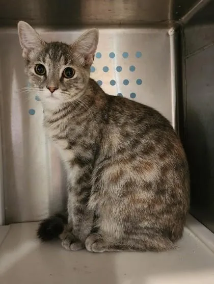 Kat