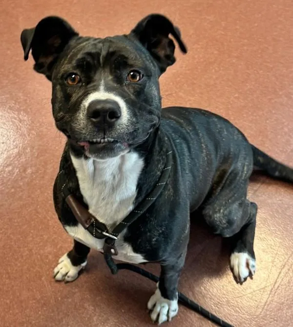 An adult large-sized female Pit Bull Terrier dog named Moolah for adoption in Oakland, CA