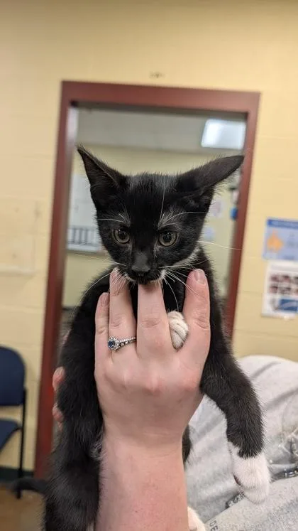 A baby small-sized male Domestic Short Hair cat named Captain Jack Sparrow for adoption in Independence, MO