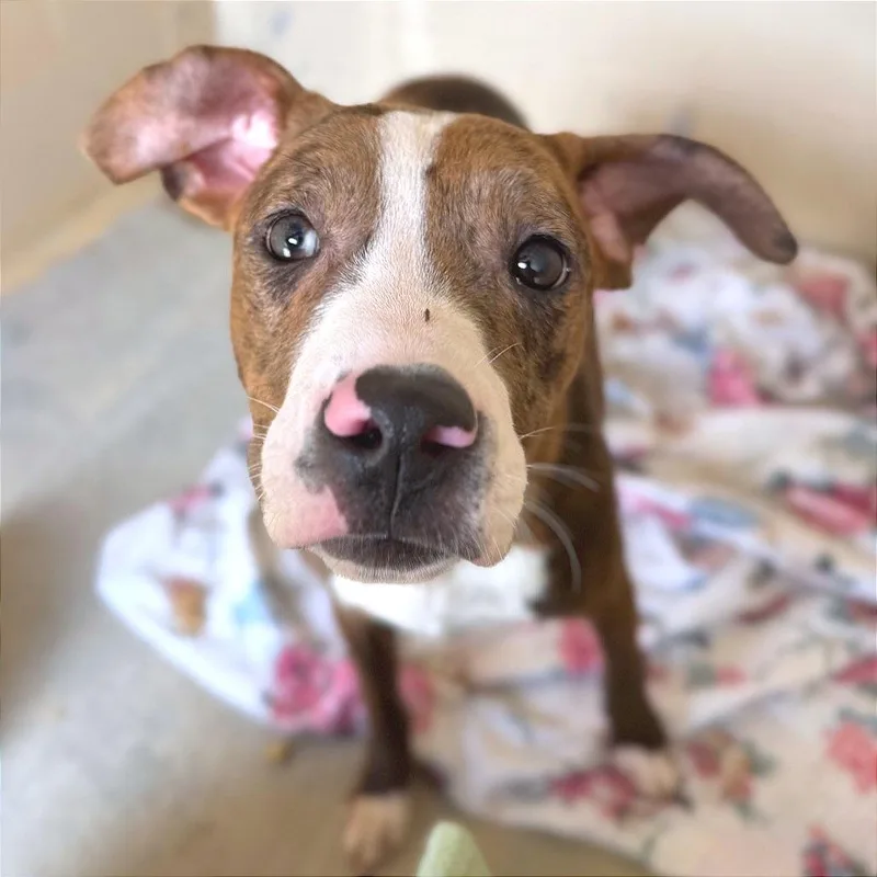 A young medium-sized female Brown / Chocolate Mixed Breed dog named Phish Food for adoption in Hendersonville, NC