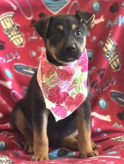 A baby medium-sized female German Shepherd Dog dog named Green for adoption in Madison, NJ