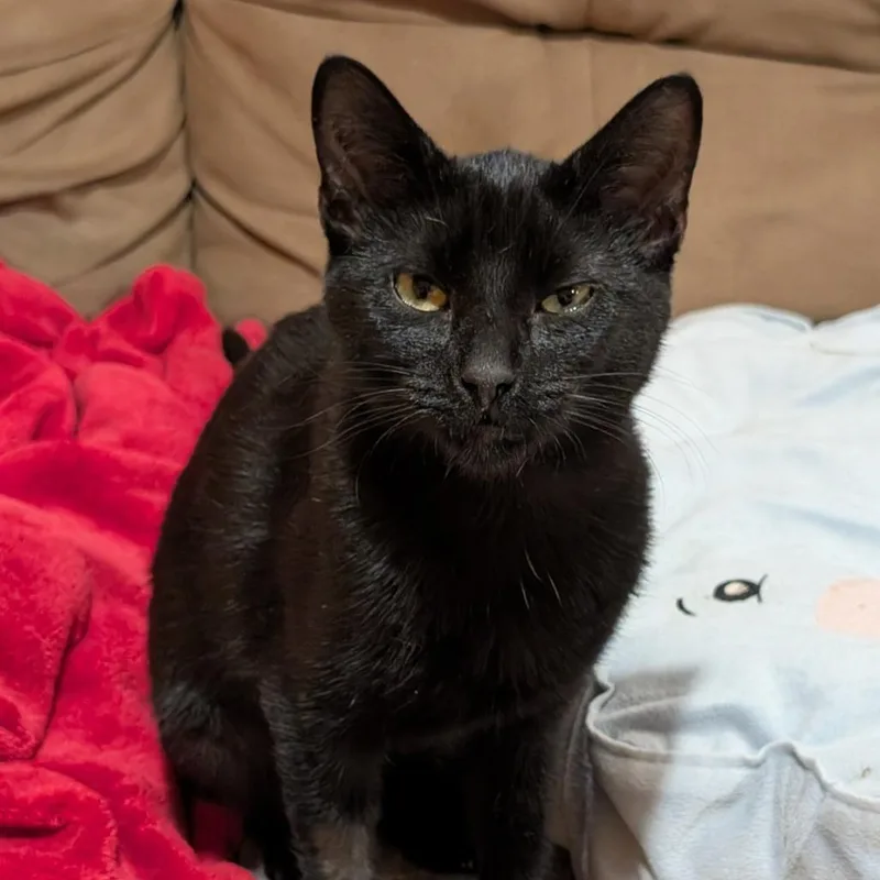 A young small-sized female Black Domestic Short Hair cat named Gwen for adoption in Roselle, IL