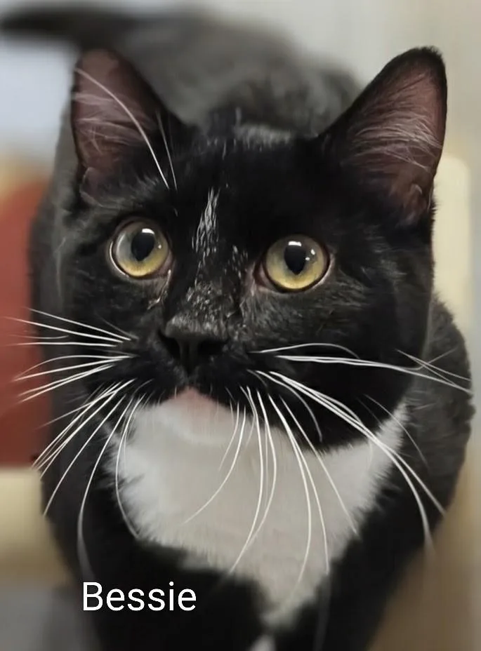 A young medium-sized female Black & White / Tuxedo Domestic Short Hair cat named Bessie for adoption in Colfax, IA