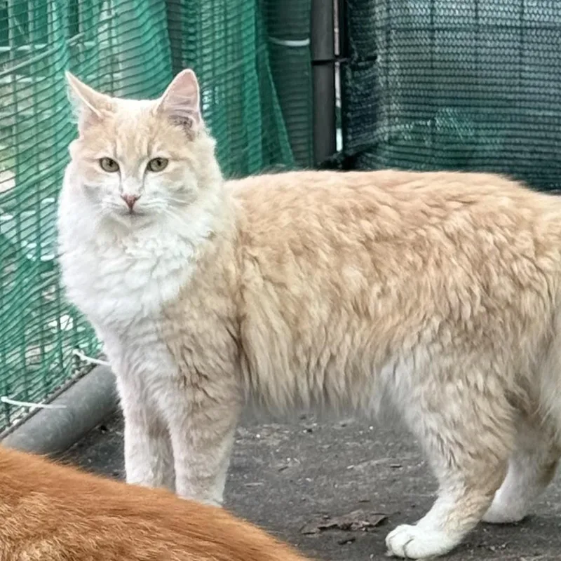 A young medium-sized male Domestic Medium Hair cat named Lemur for adoption in Dunnigan, CA