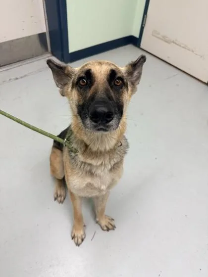 An adult large-sized female German Shepherd Dog dog named Tesla for adoption in Savannah, GA