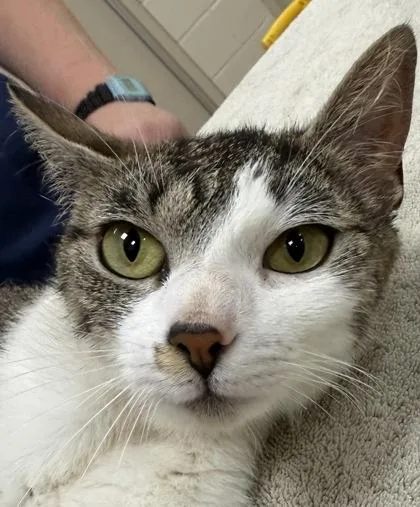 A young medium-sized female Domestic Short Hair cat named Paramore for adoption in Fishers, IN