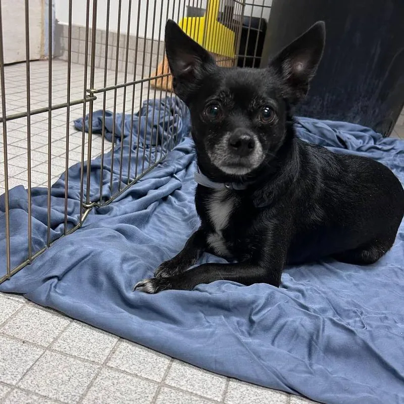 An adult small-sized male Black Mixed Breed dog named Oso for adoption in Westhampton, NY