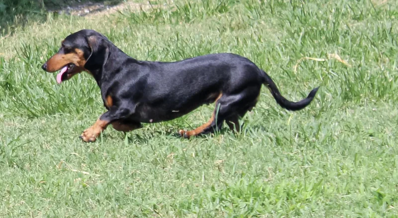 An adult small-sized female Bicolor Dachshund dog named Robin for adoption in Neosho, MO
