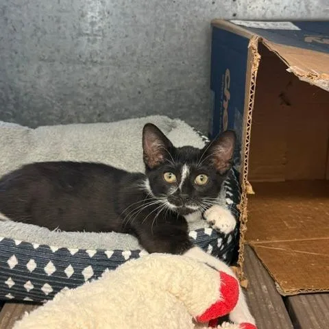 A baby small-sized female Domestic Short Hair cat named Josephine for adoption in Port Aransas, TX