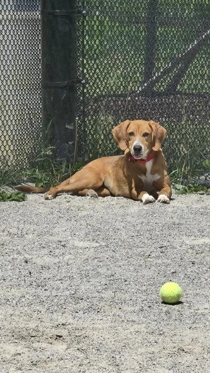 Kona