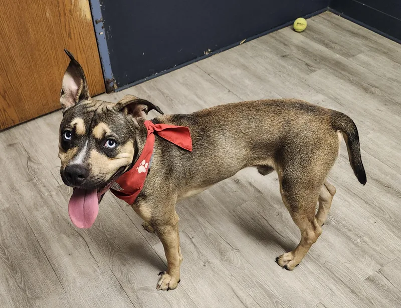 A baby medium-sized male Pit Bull Terrier dog named Yuki for adoption in Mansfield, OH