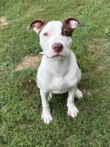 A baby small-sized female Pit Bull Terrier dog named Olive for adoption in Clinton Township, MI