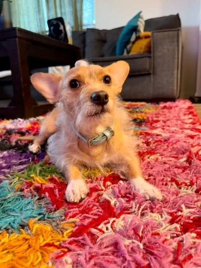 A young small-sized male Tricolor (Brown, Black, & White) Yorkie Poo dog named Nino for adoption in Los Angeles, CA