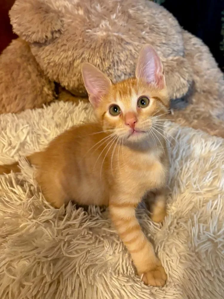 A baby small-sized male Tabby (Orange / Red) Domestic Short Hair cat named Sam for adoption in tucson, AZ